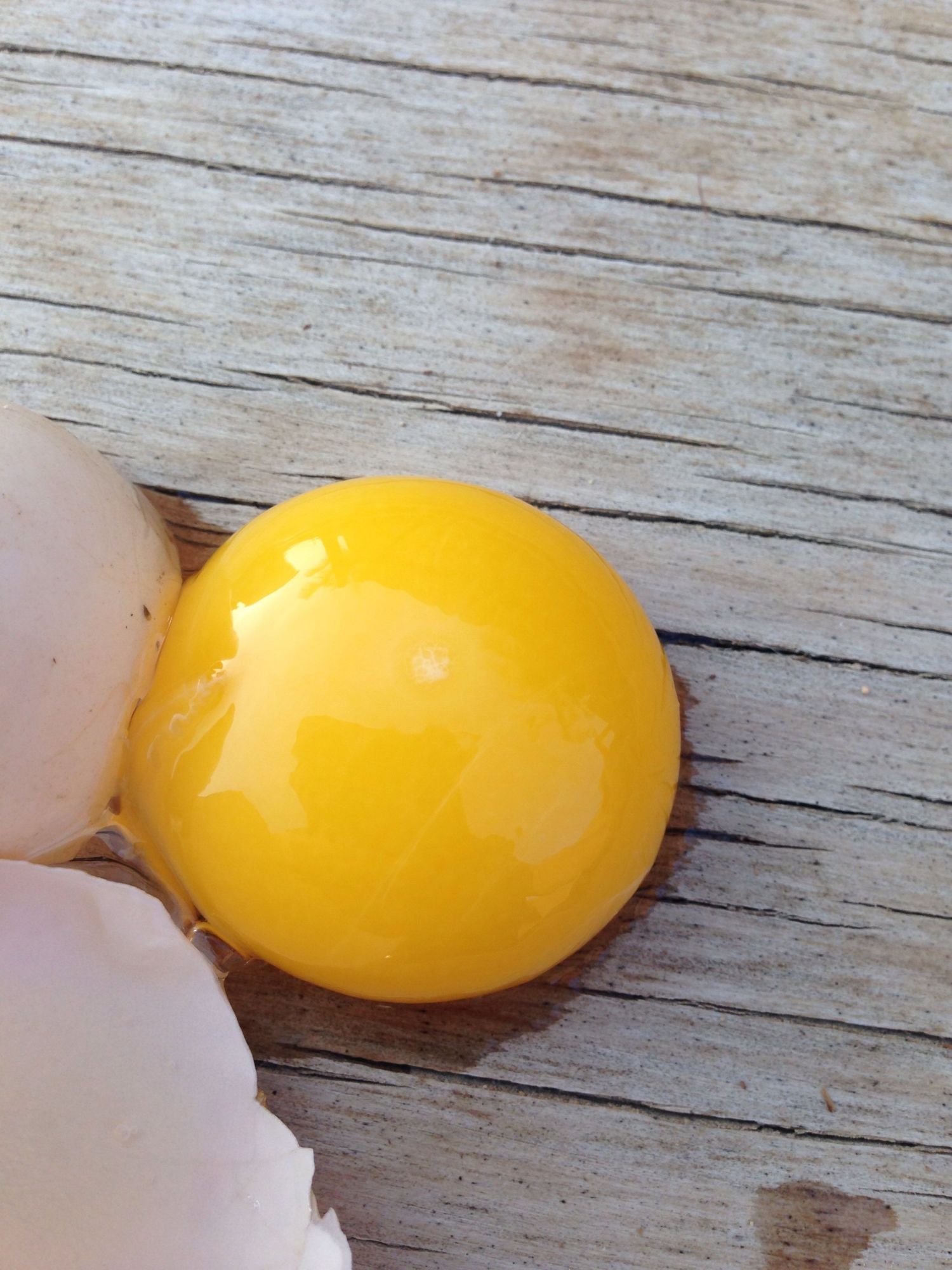 Fertile Egg Backyard Chickens Learn How To Raise Chickens 