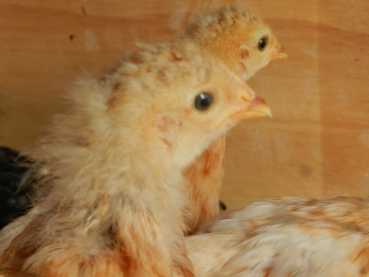 Tractor Supply Chicks BackYard Chickens Learn How to Raise Chickens