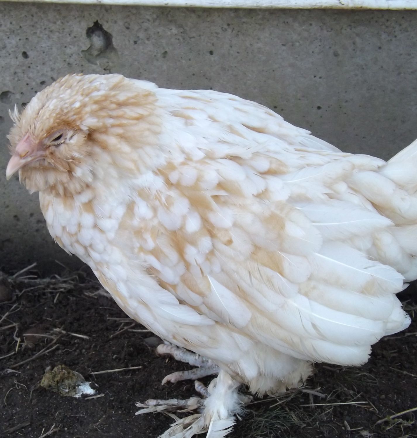 ˆ~`~BantamFan4Life's Flock~´~ˆ~  BackYard Chickens - Learn How to Raise  Chickens