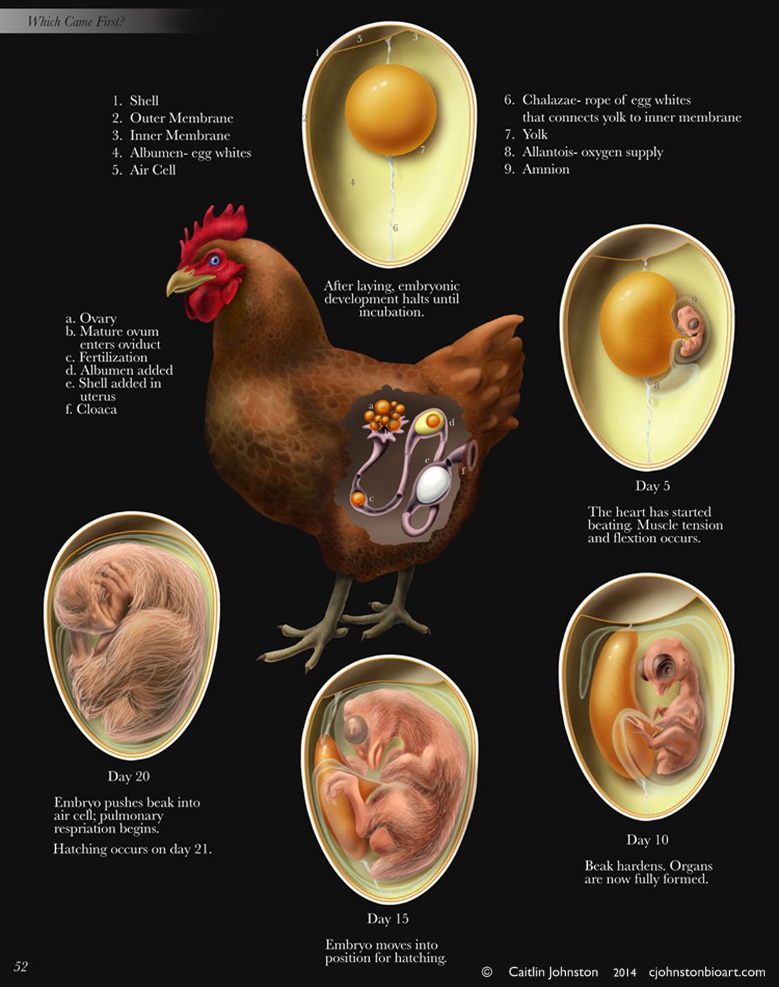 life cycle of a chicken egg