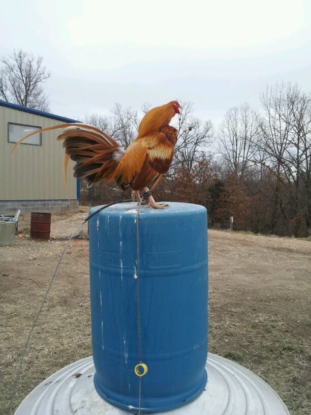 Is it okay to tie my roosters??? | Page 3 | BackYard Chickens - Learn How  to Raise Chickens