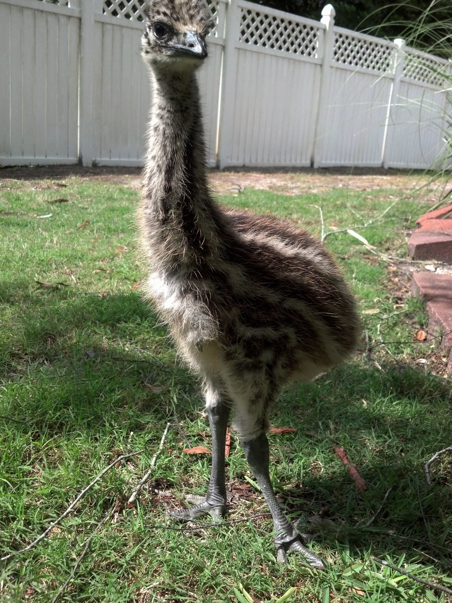 Emu chick with twisted leg, help! | BackYard Chickens - Learn How to Raise  Chickens