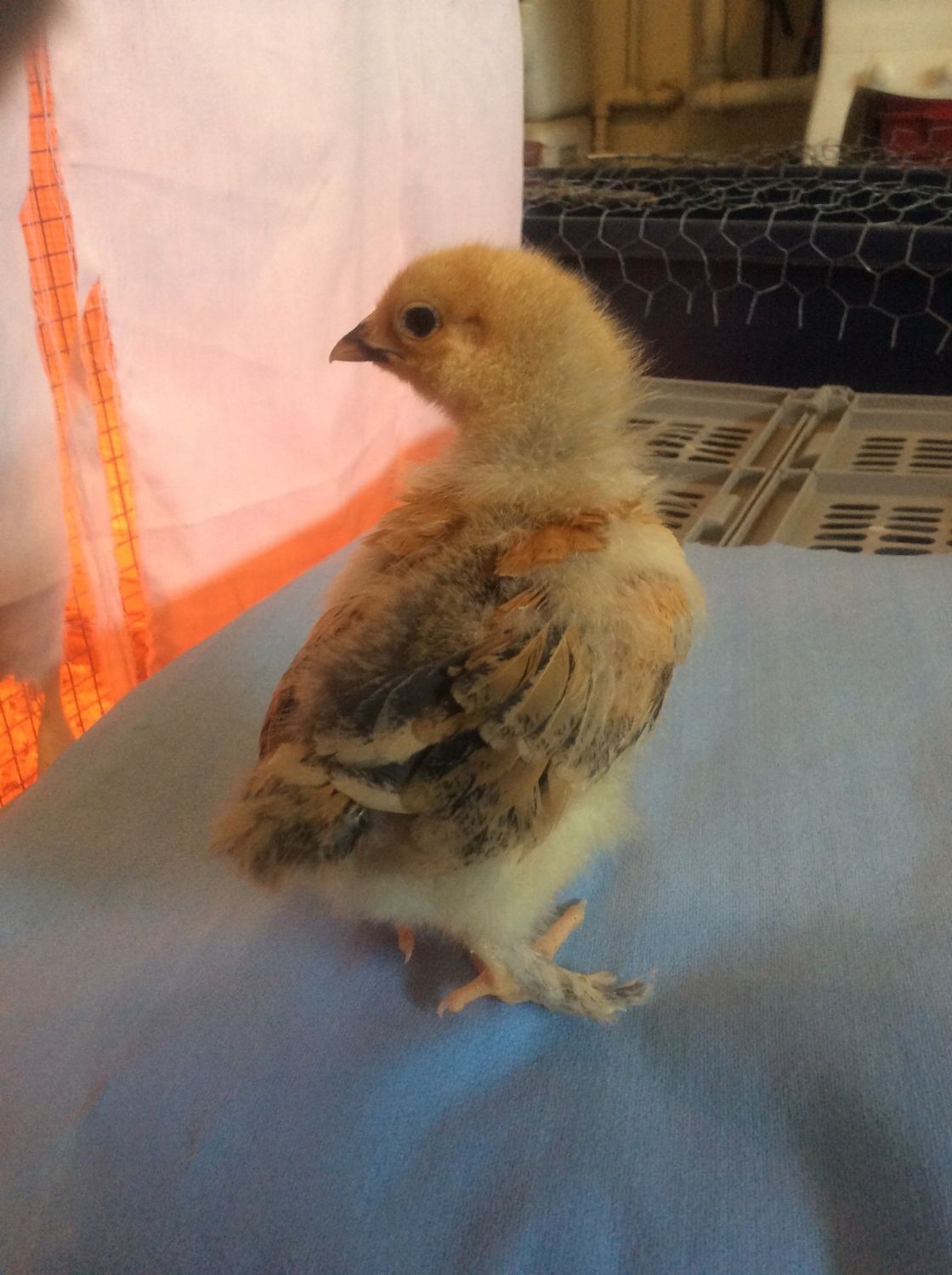 Buff brahma chick, male or female  BackYard Chickens - Learn How