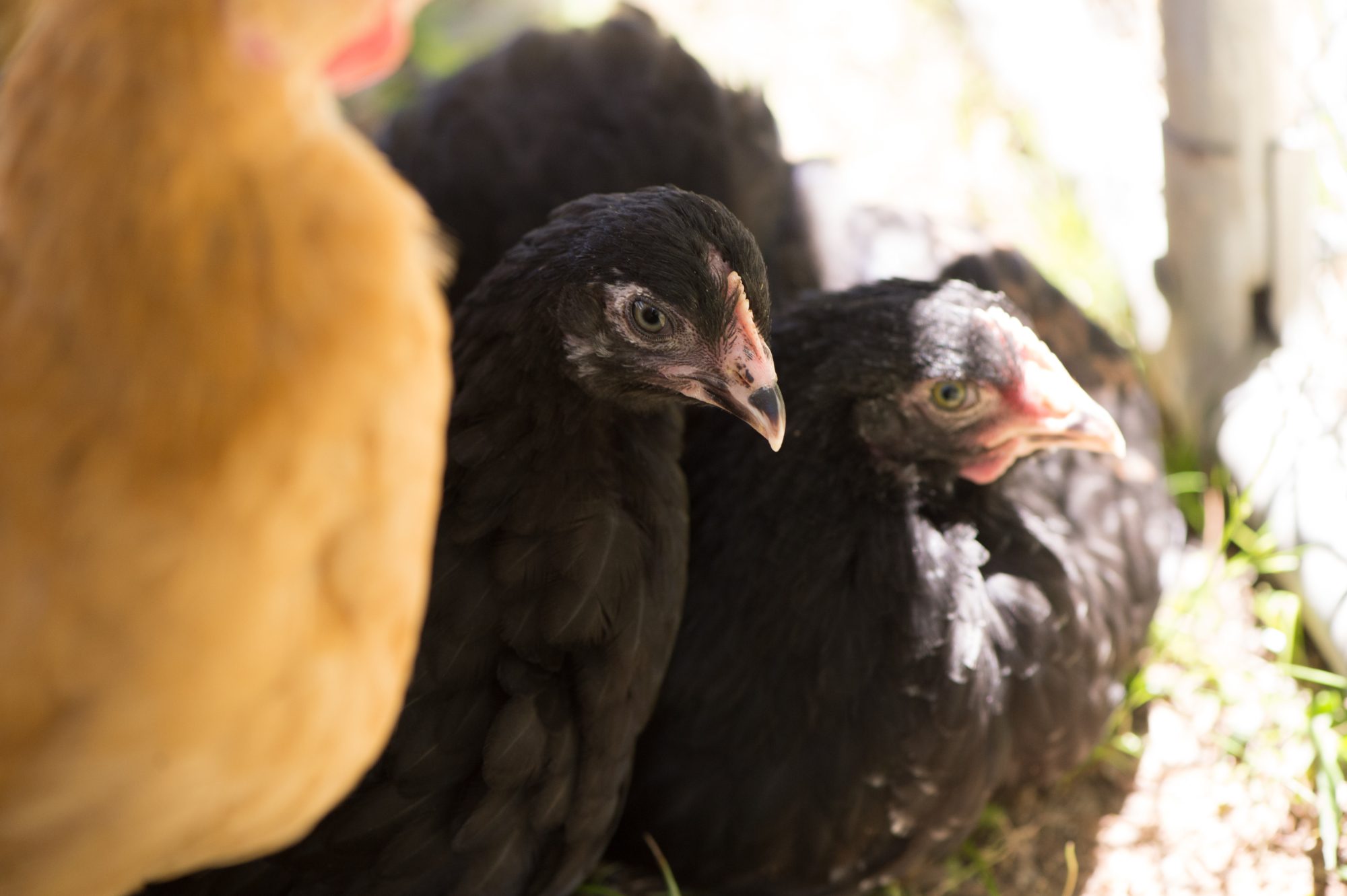 Black Copper Maran Pullet Or Cockerel Backyard Chickens Learn How To Raise Chickens