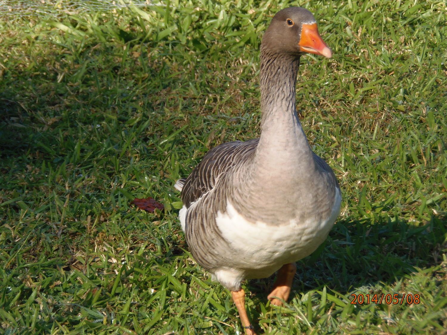 Pilgrim Geese thread | Page 6 | BackYard Chickens - Learn How to Raise  Chickens