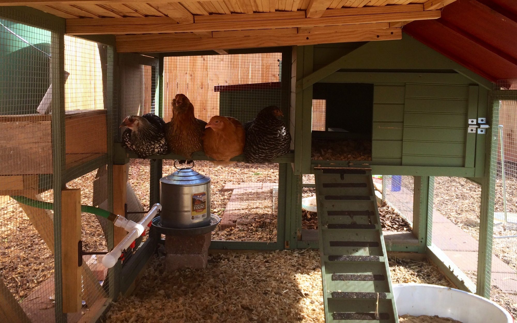 Deluxe West Texas Coop! | BackYard Chickens - Learn How to Raise Chickens