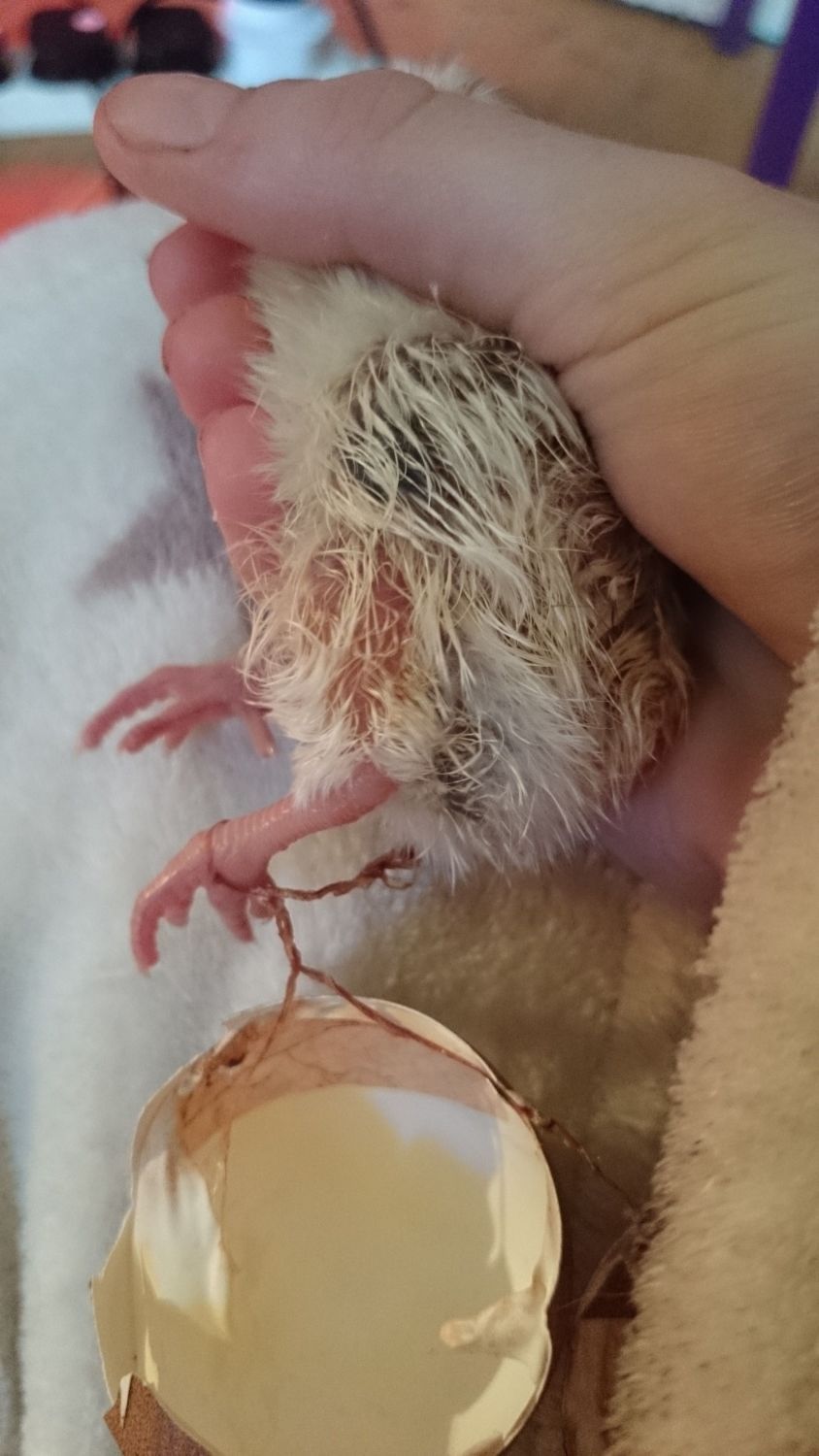 Chick with umbilical cord still attached help! | BackYard Chickens - Learn  How to Raise Chickens