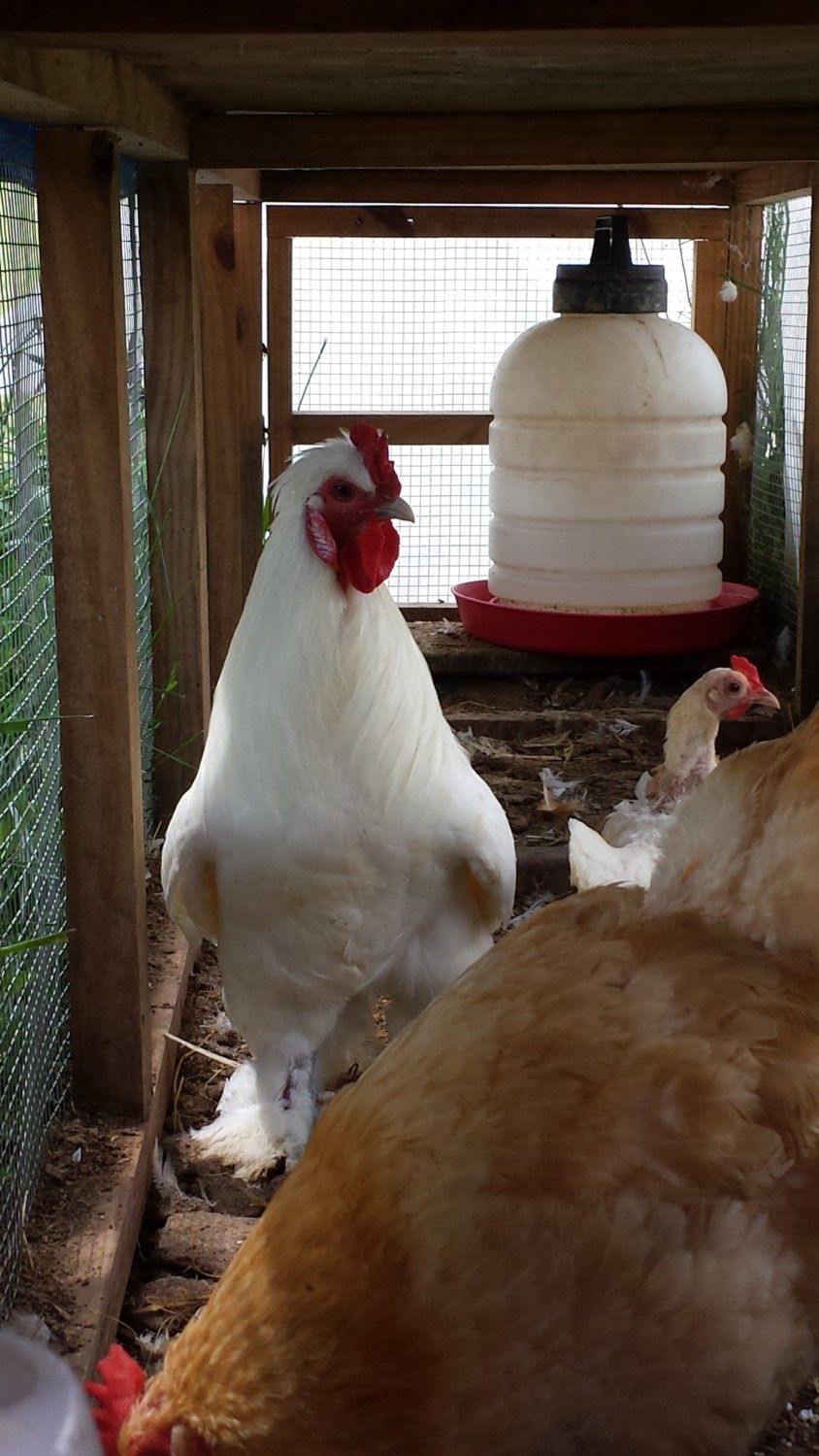 Help Me Figure Out The Sex Of This Chicken Backyard Chickens Learn How To Raise Chickens 