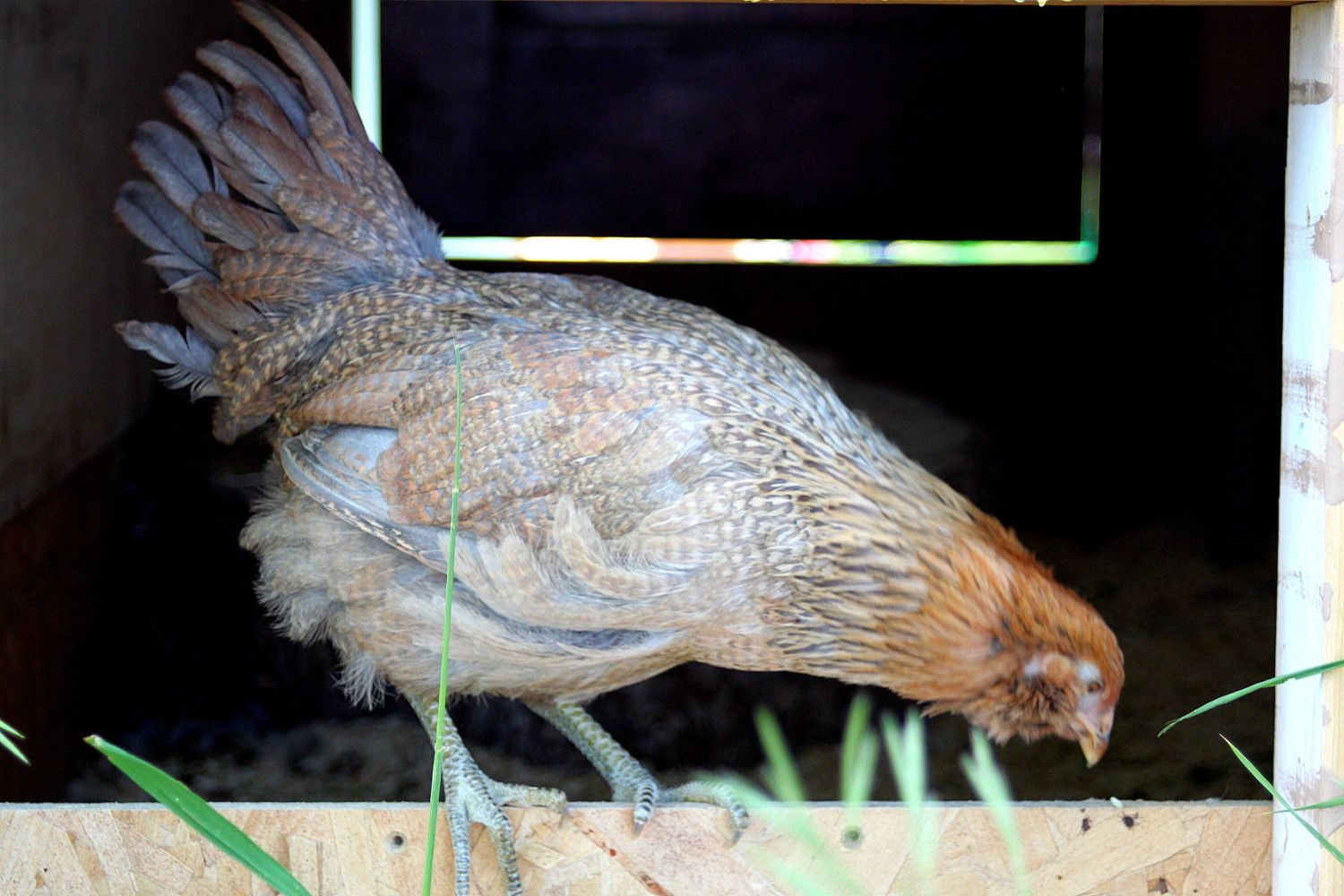 Are those saddle feathers? | BackYard Chickens - Learn How to Raise Chickens