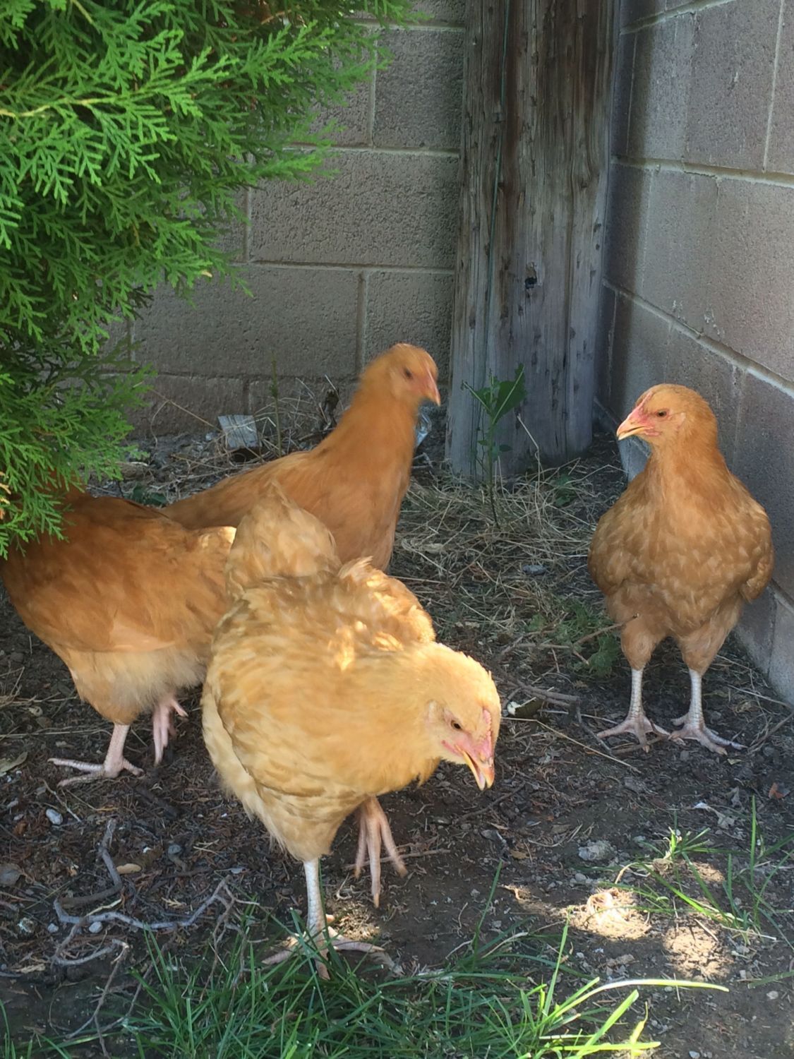 9 1 2 Week Old Buff Orpingtons Gender Backyard Chickens Learn How To Raise Chickens