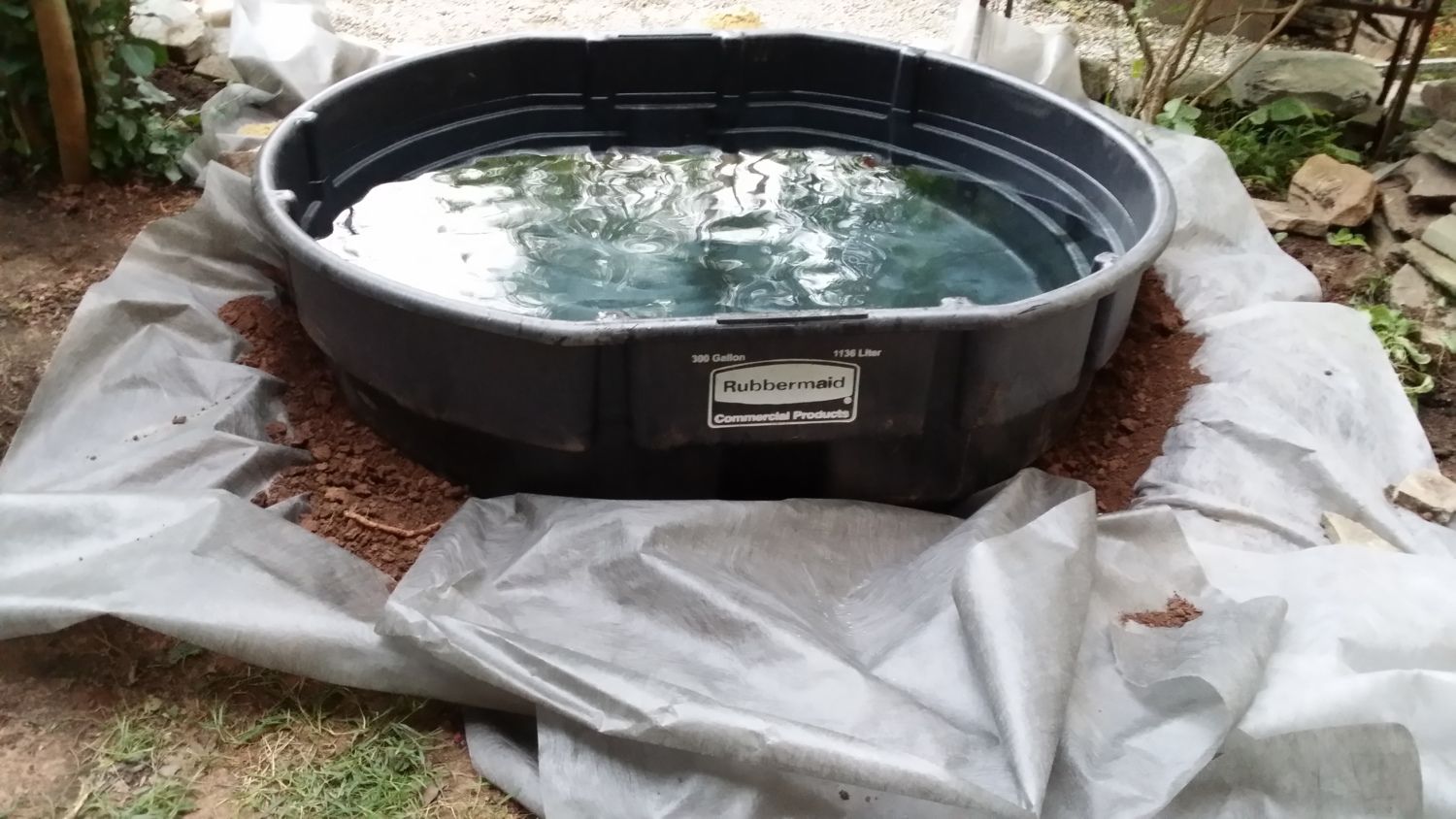 Breeding Pond 150 gallon Rubbermaid Stock tank 