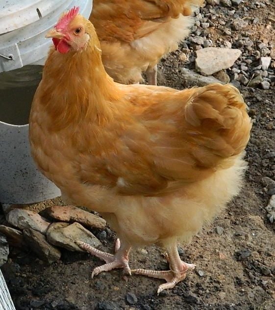 Buff Orpington - hen or roo? | BackYard Chickens - Learn How to Raise  Chickens
