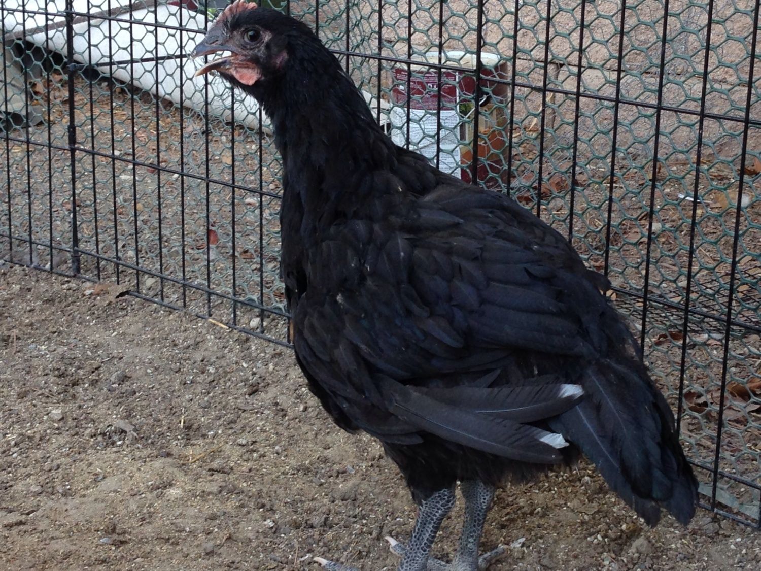 Sexing 9 weeks old Jersey Giants Black & BBS | BackYard Chickens - Learn  How to Raise Chickens