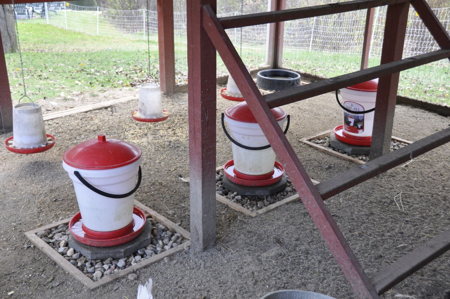 What Kind Of Sand Is Okay For Coop Backyard Chickens