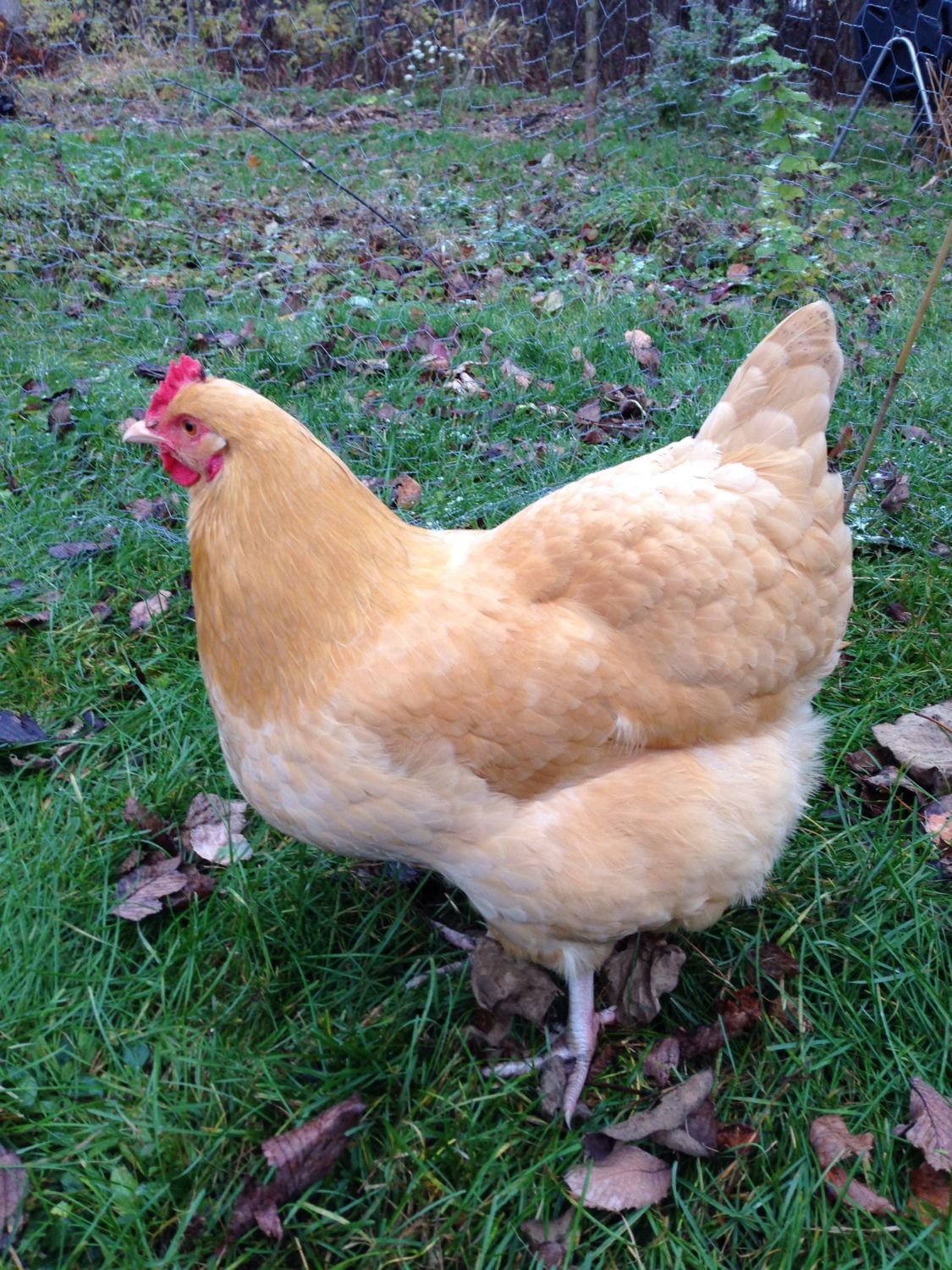 Orpingtons or buff Plymouth rock | BackYard Chickens - Learn How to Raise  Chickens