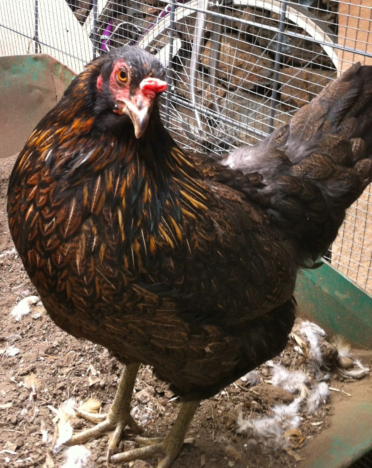 Chickens Molt