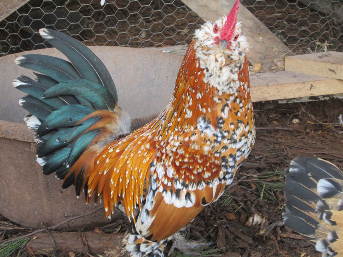 30 Chicken Breeds For Families  BackYard Chickens - Learn How to