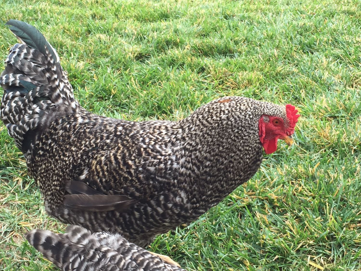 silver laced brahma cross, cockerel, still very young and c…