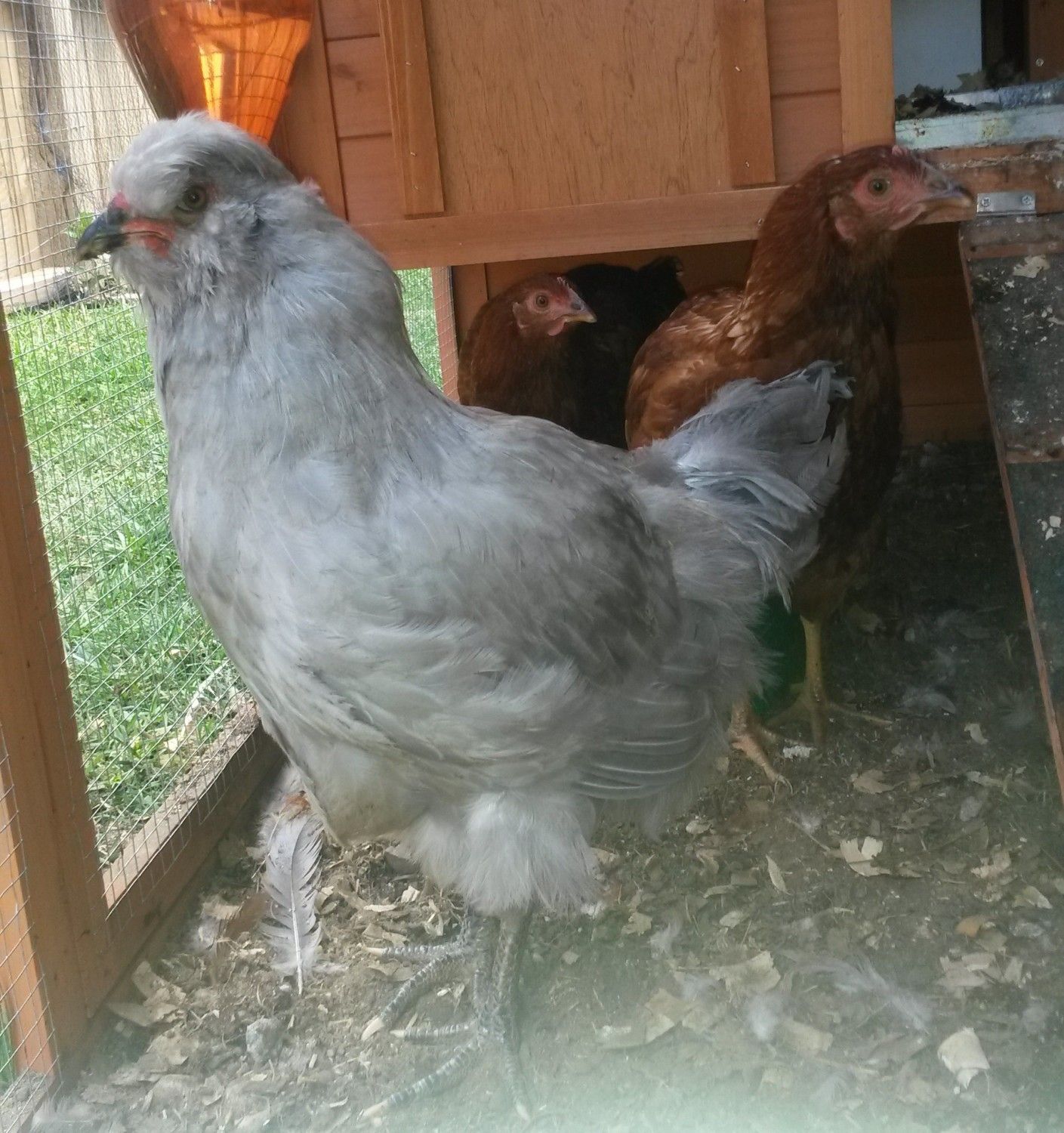 araucana rooster vs hen