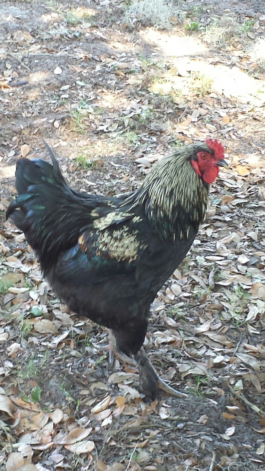 Jersey Giant mix with Brahmas | BackYard Chickens - Learn How to Raise  Chickens