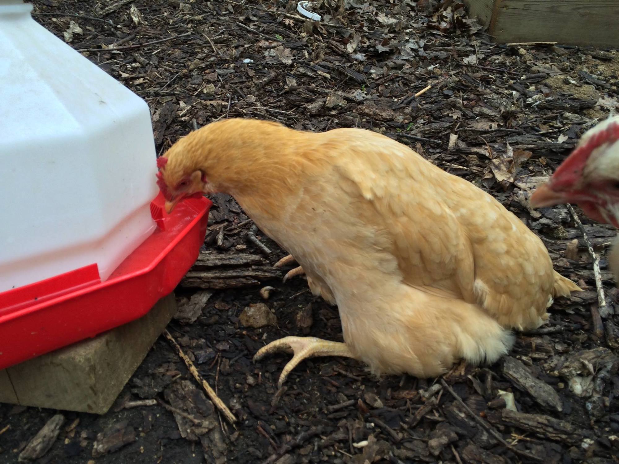 2 Year old Buff Orpington with weak legs | BackYard Chickens - Learn How to  Raise Chickens
