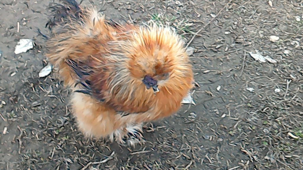 Smutty Buff Silkie Rooster :) | BackYard Chickens - Learn How to Raise  Chickens