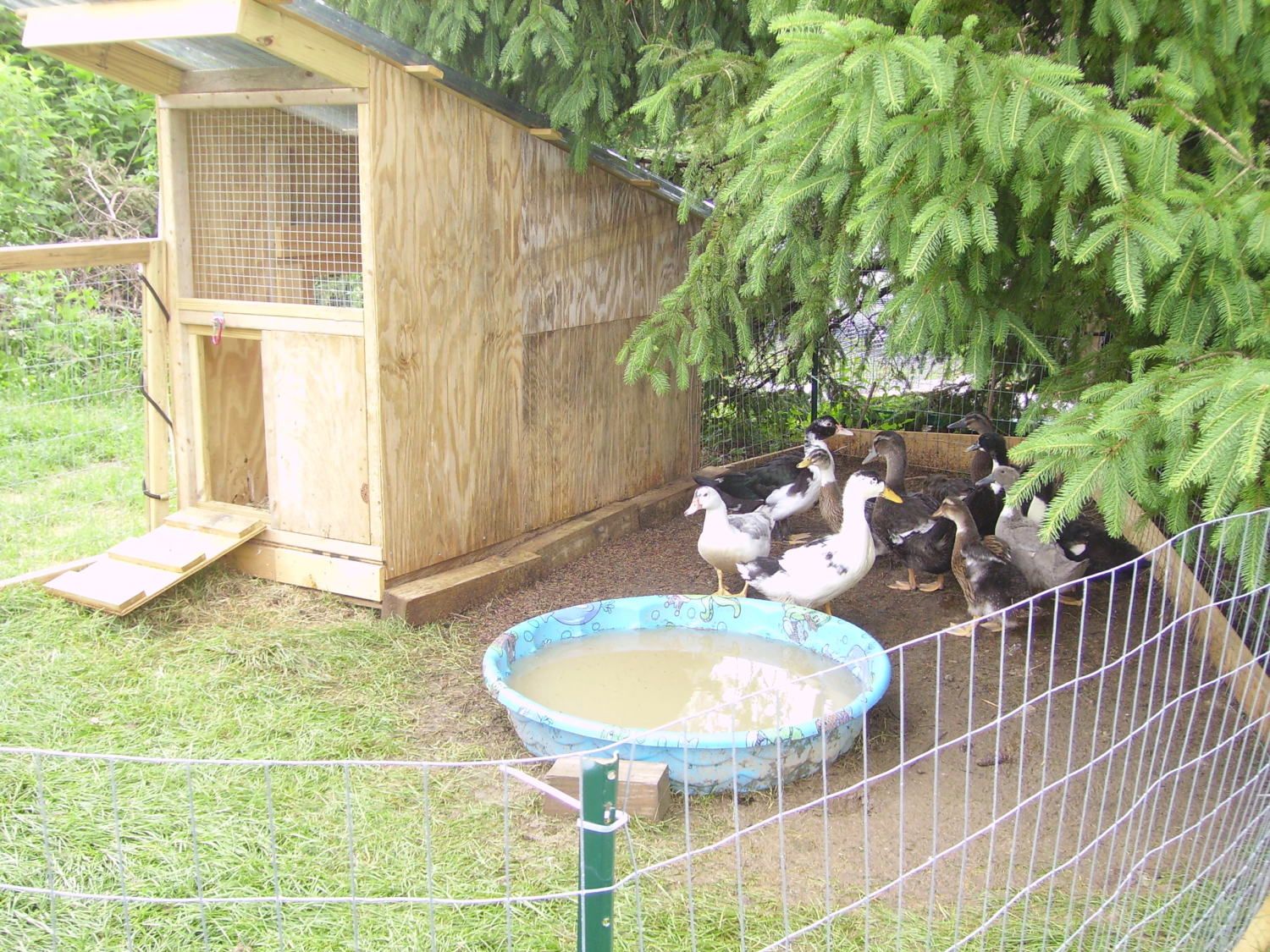 Scrap Duck Hut | BackYard Chickens - Learn How to Raise Chickens