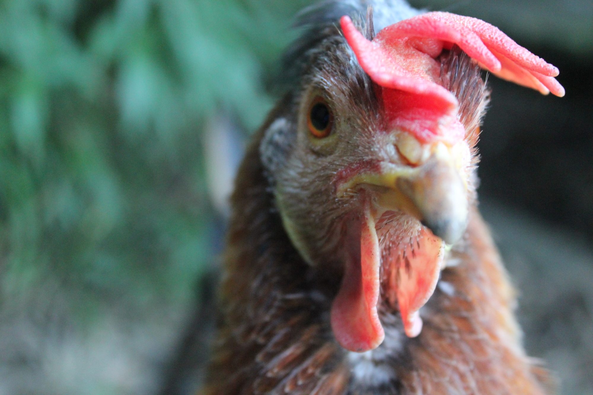 The Flock: 2015 BackYard Chickens