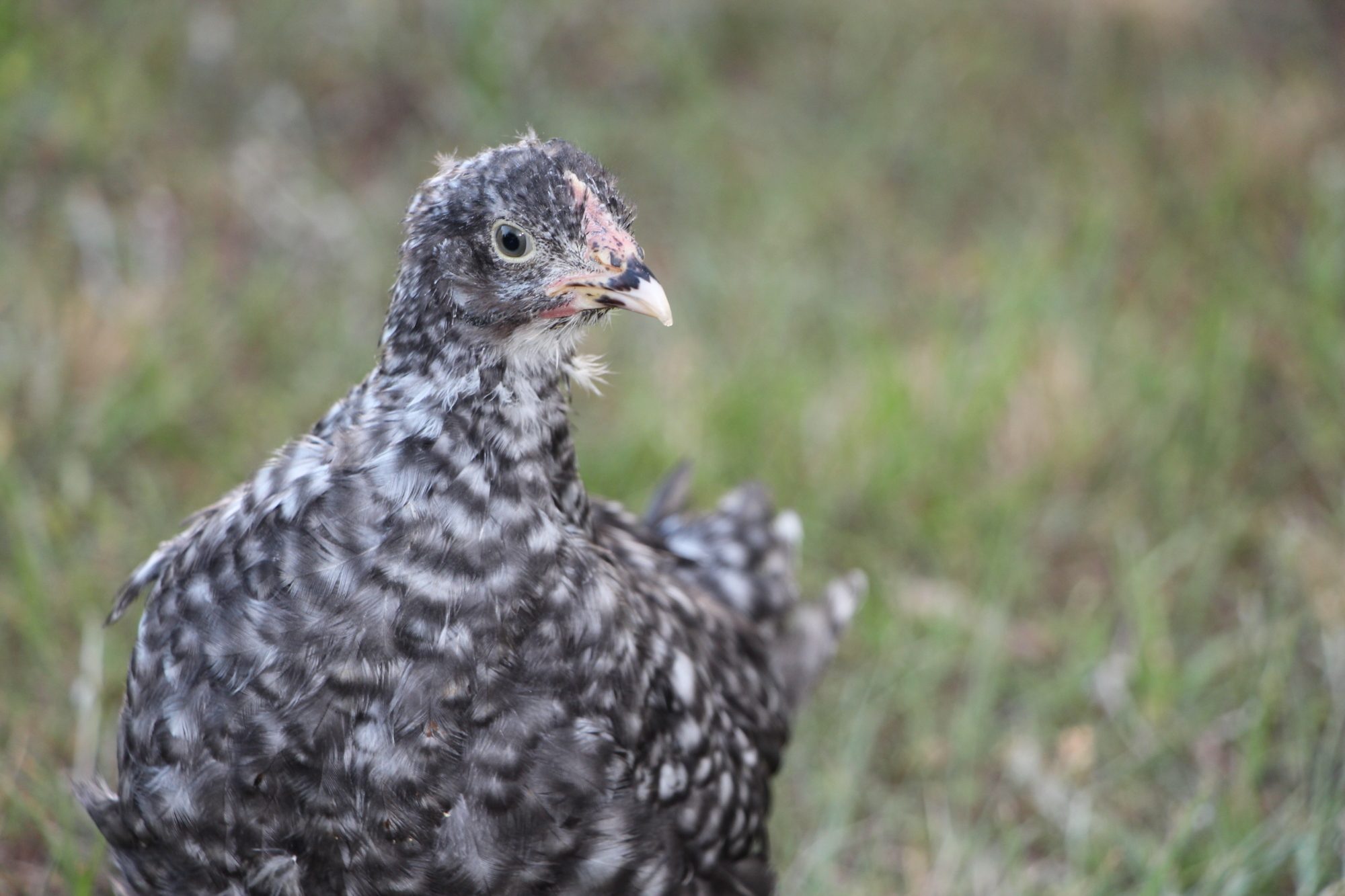 Cuckoo Marans Roo Or Pullet Backyard Chickens Learn How To Raise Chickens 