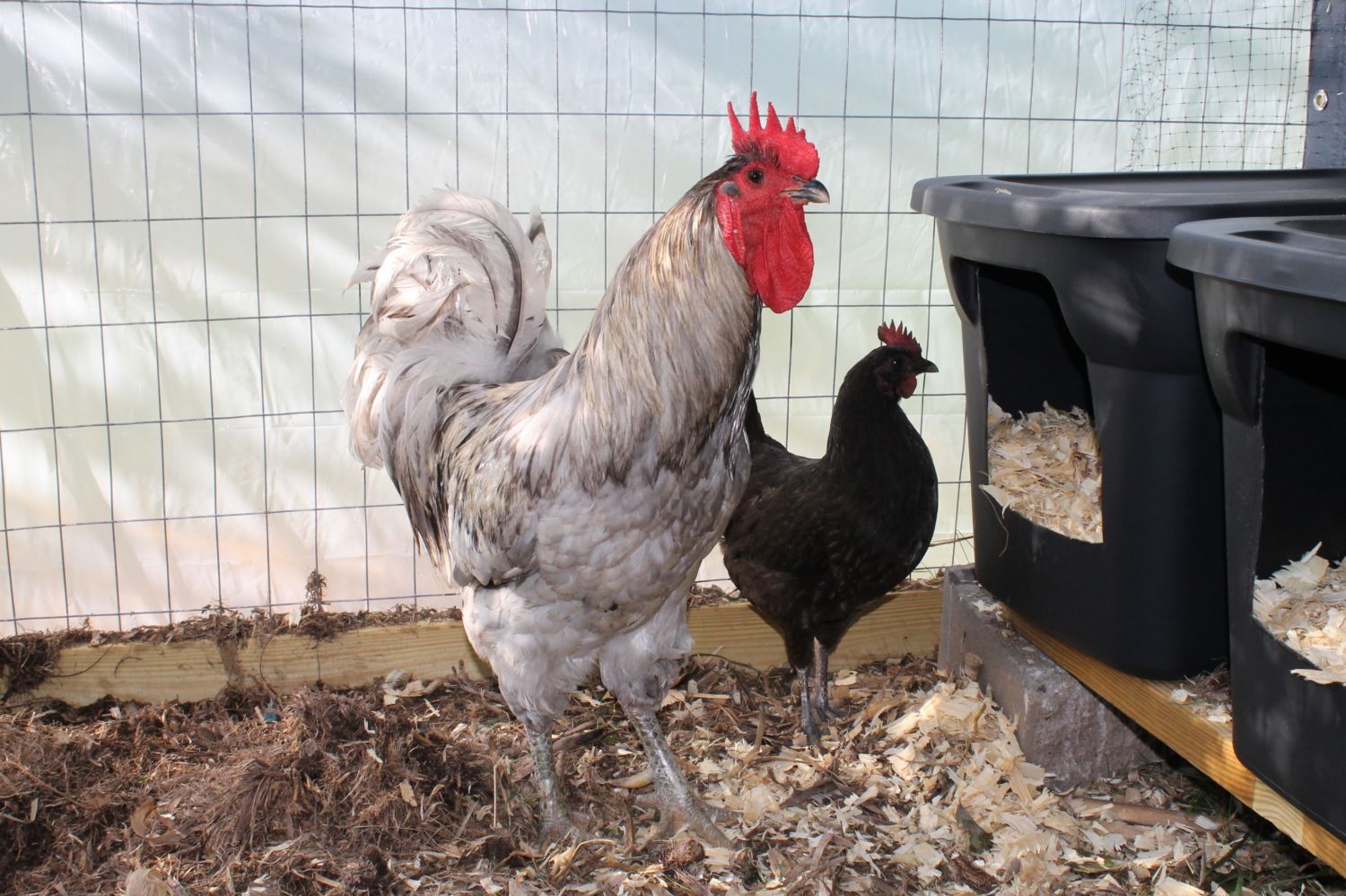 jersey giant chicken compared to normal chicken