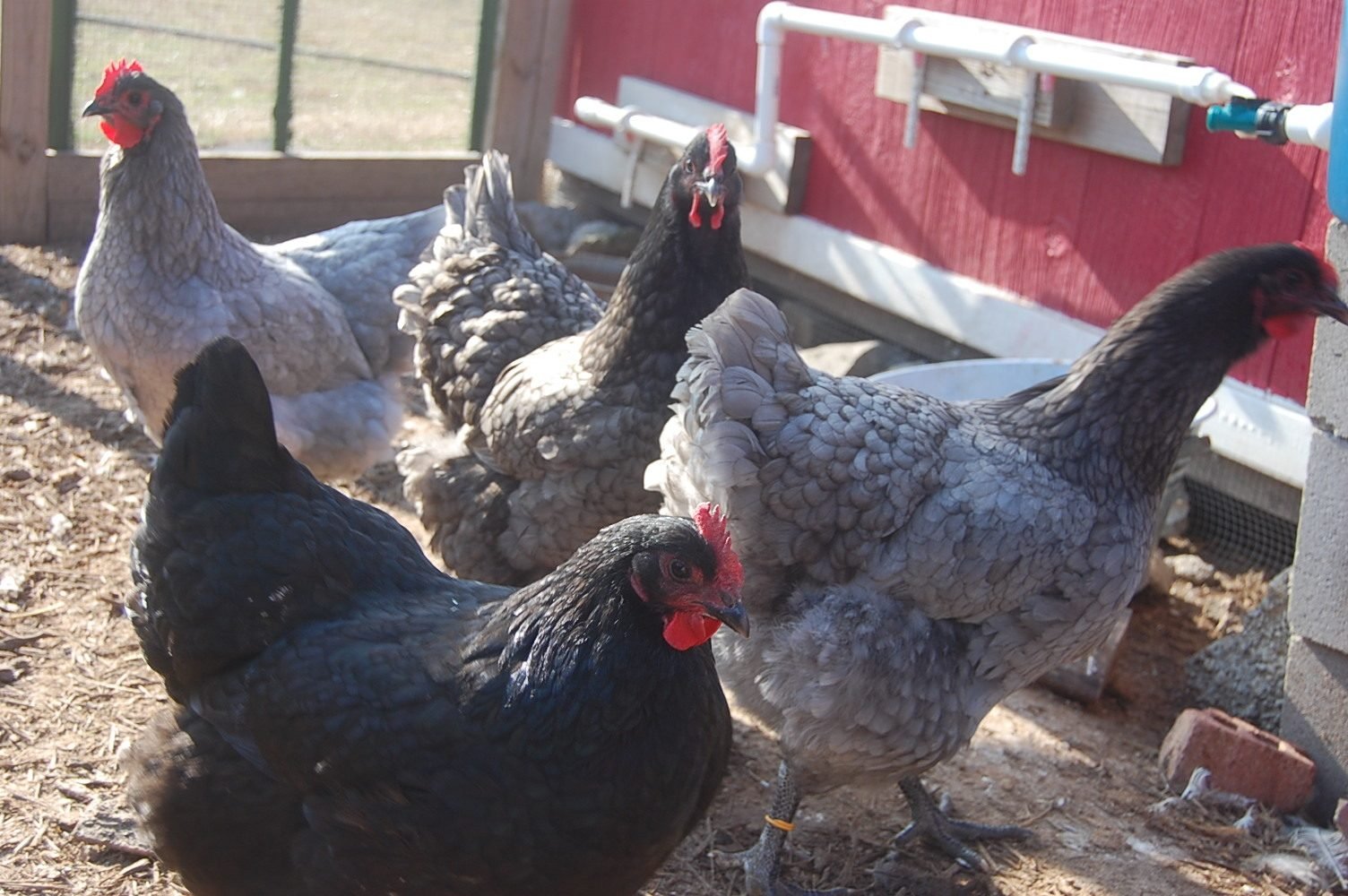 Chicken Breed Focus - Jersey Giant | Page 2 | BackYard Chickens - Learn How  to Raise Chickens