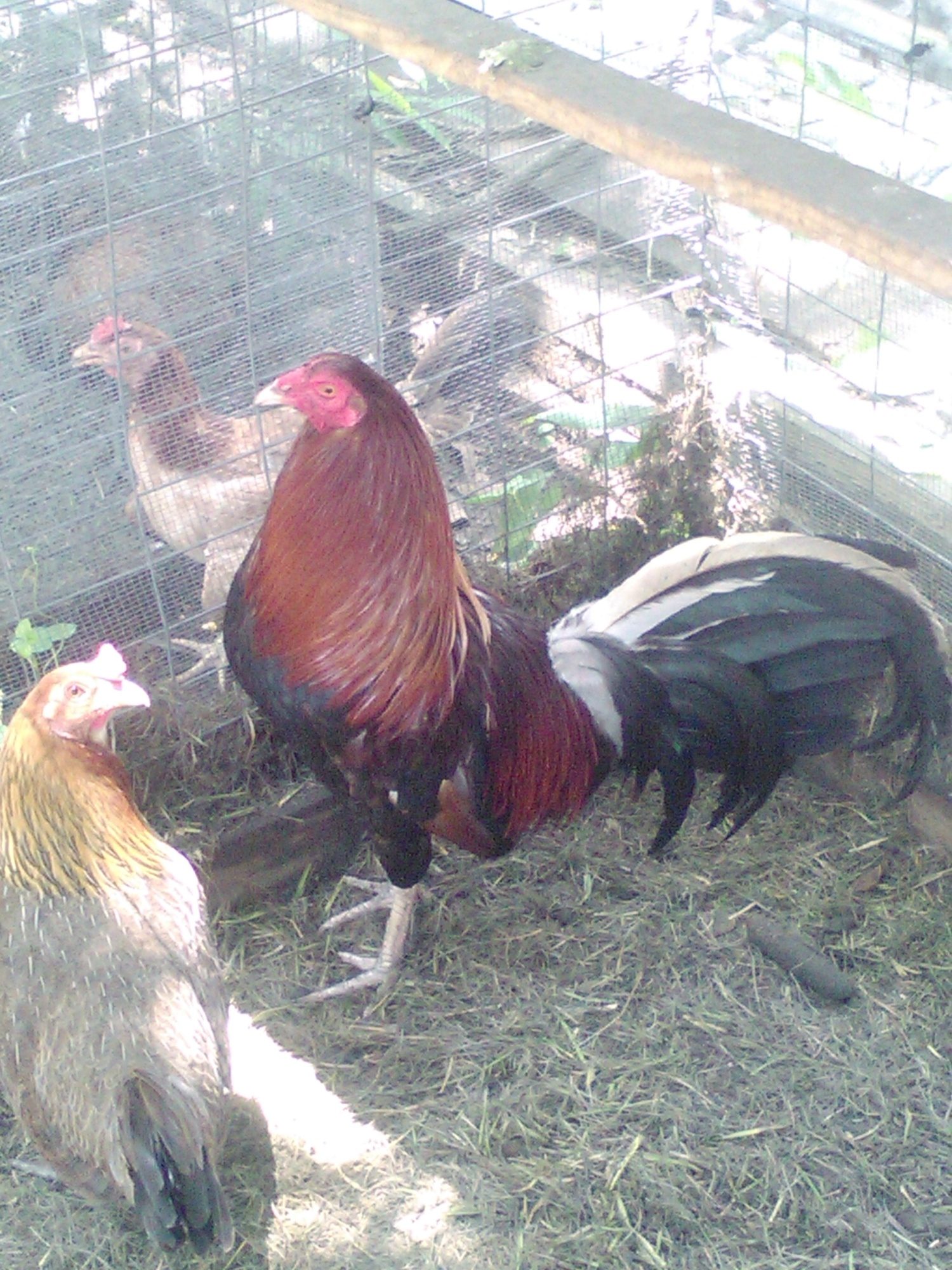Show Off Your American Gamefowl and Chat Thread!!! | Page 686 | BackYard  Chickens - Learn How to Raise Chickens