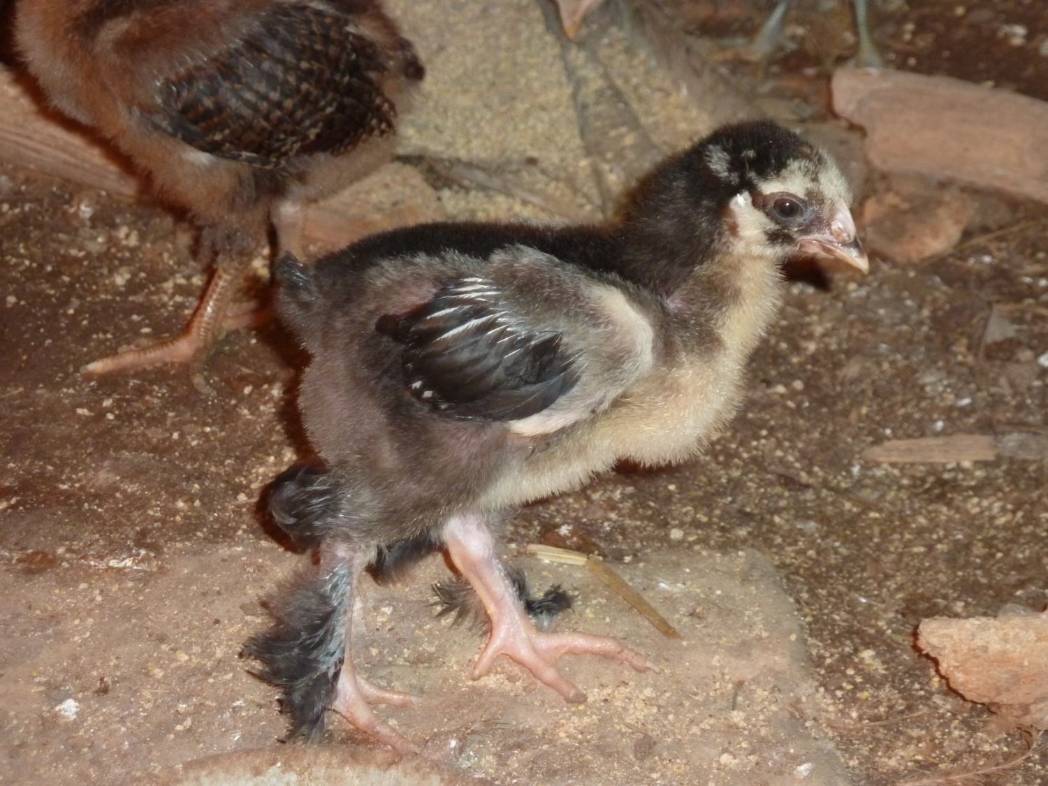 A unique cross-breed chick, the brahpi
