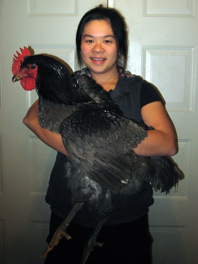 Black Jersey Giant Chickens - Baby Chicks for Sale