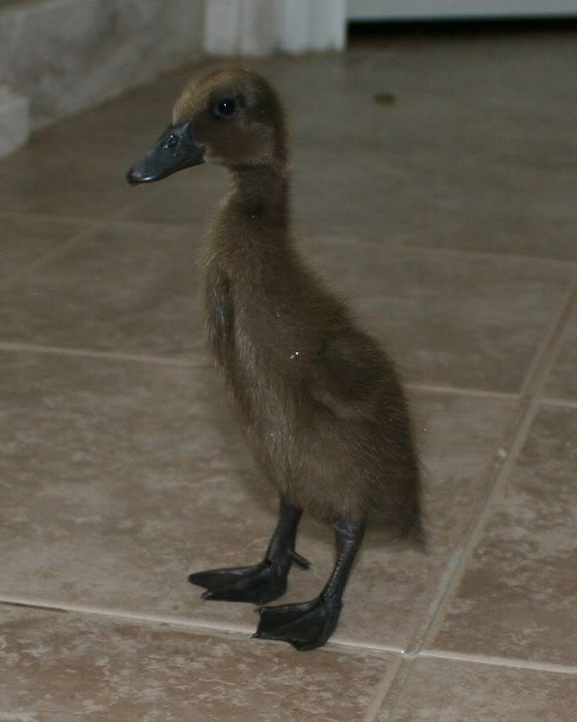 chocolate indian runner duck