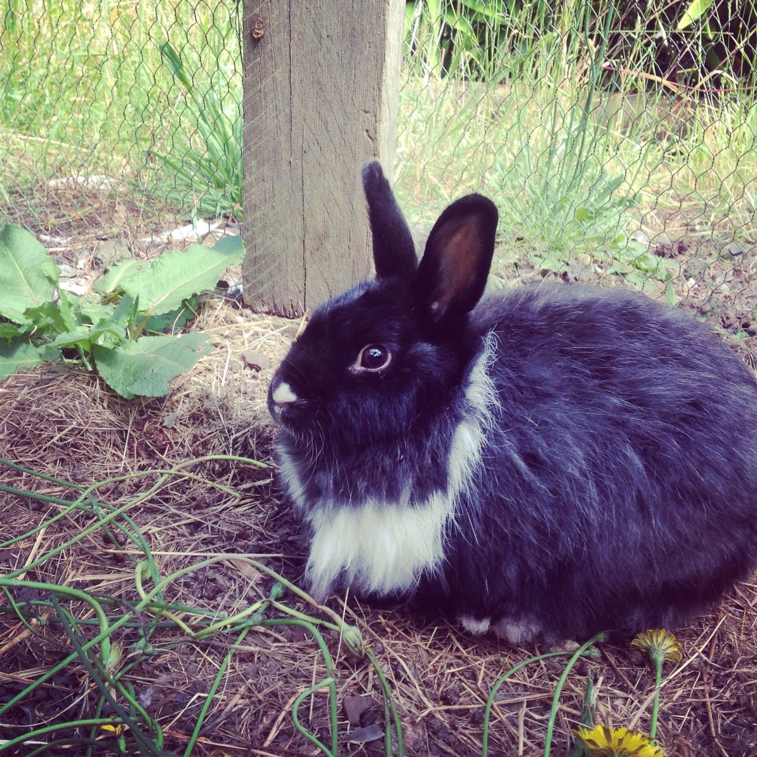 white baby rabbits