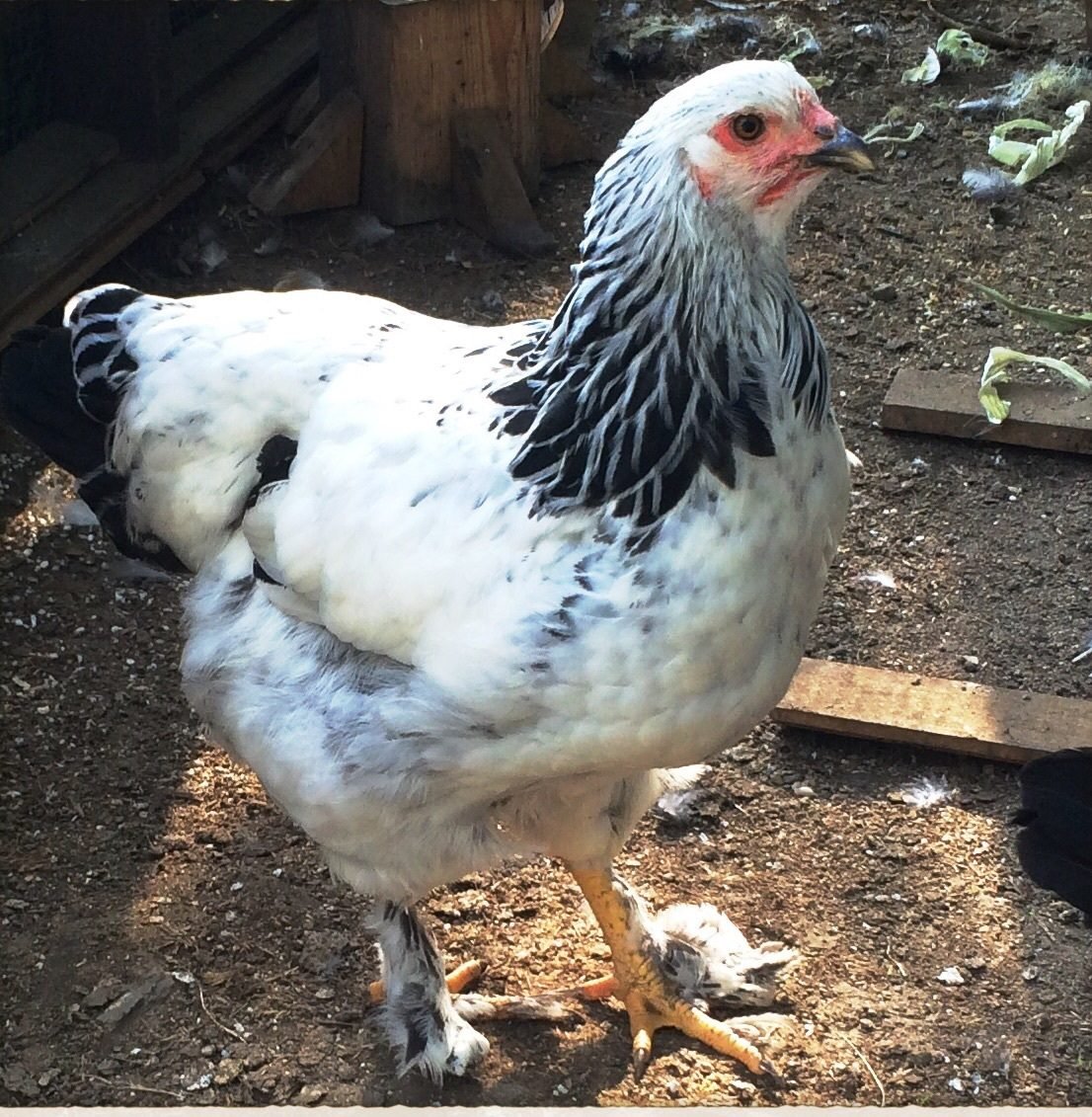 light brahma pullet or cockerel?  BackYard Chickens - Learn How