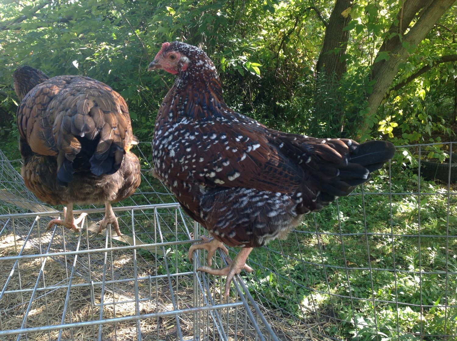 Speckled Sussex/ SL wyandotte Cross | BackYard Chickens - Learn How to  Raise Chickens