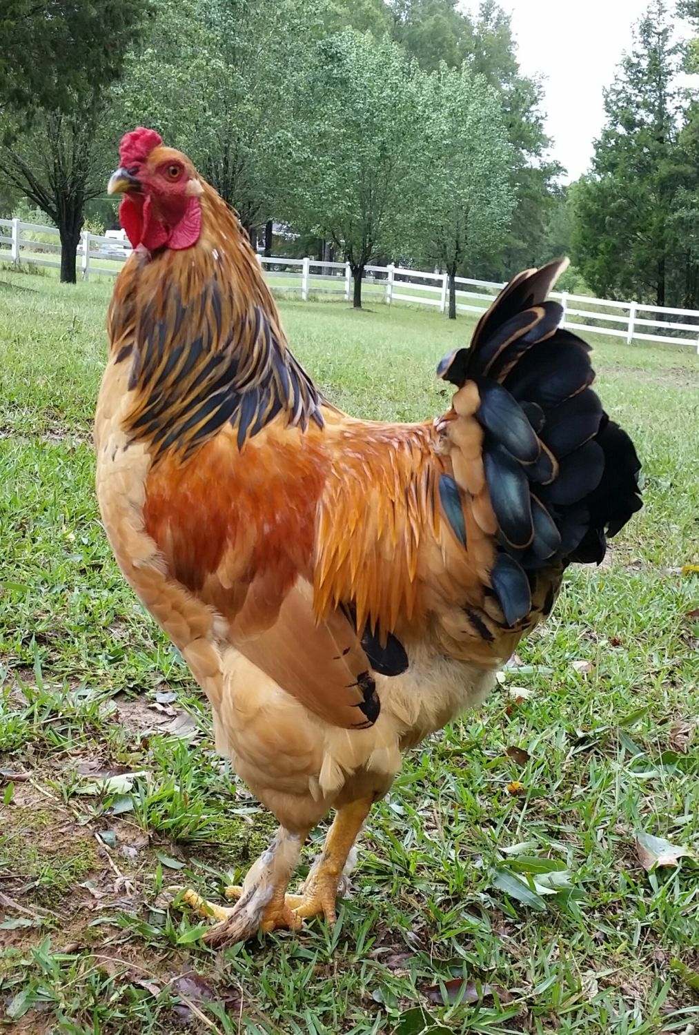 South Carolina - Lancaster) Organic 6 mo Old Buff Brahma Cockerel (no spurs  yet) | BackYard Chickens - Learn How to Raise Chickens