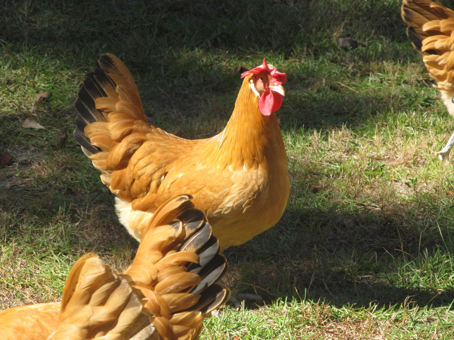 Chicken Breed Focus - Catalana | BackYard Chickens - Learn How to Raise  Chickens