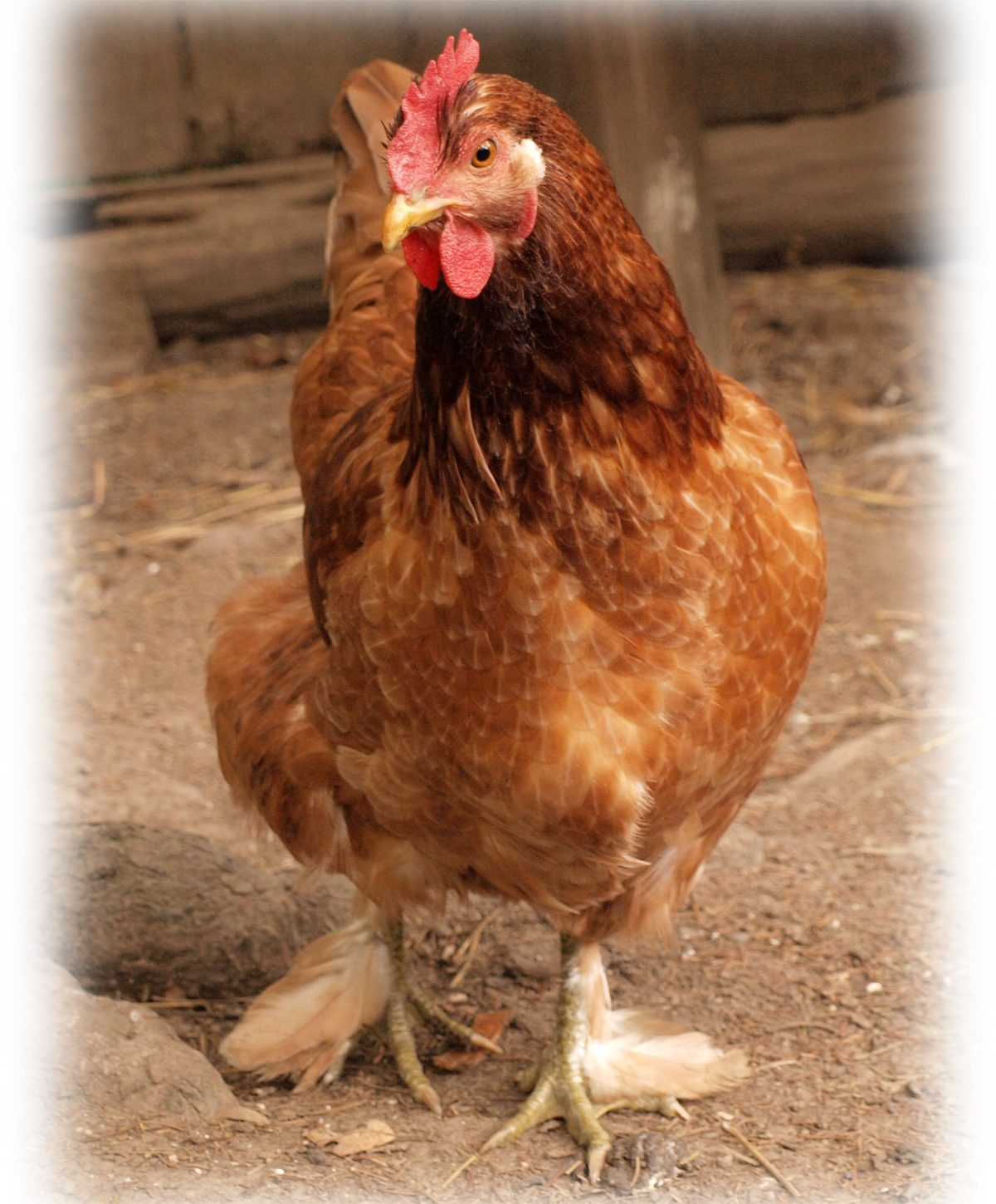 Do chickens ever lay two eggs per day? | Page 4 | BackYard Chickens - Learn  How to Raise Chickens
