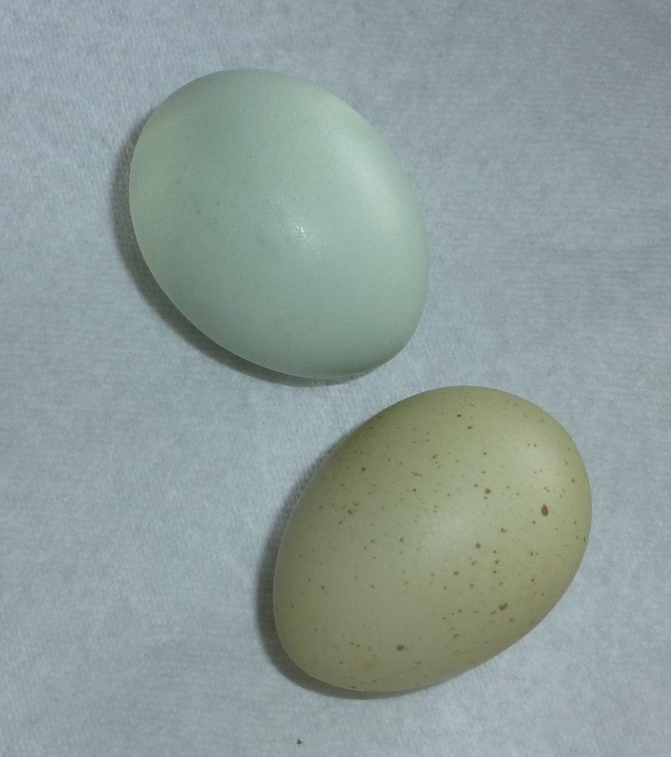 Comparing egg color between Isbar and Cream Legbar | BackYard Chickens -  Learn How to Raise Chickens