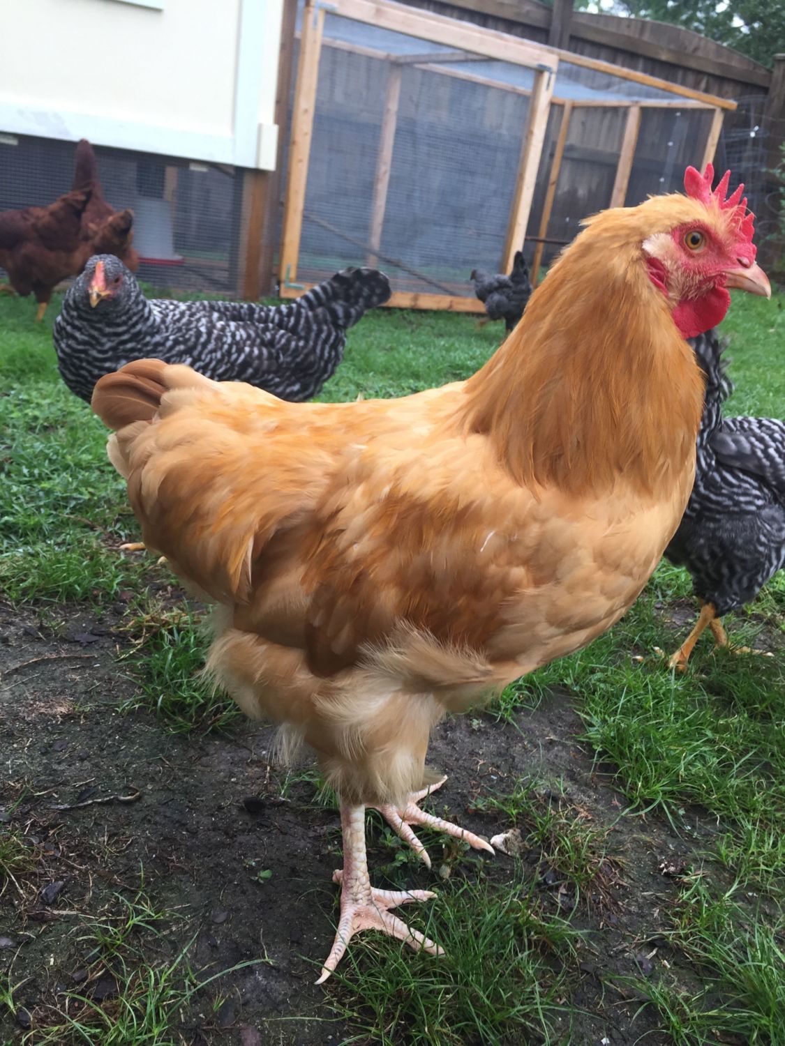 Is this a Rooster or Hen Buff Orpington??? | BackYard Chickens - Learn How  to Raise Chickens
