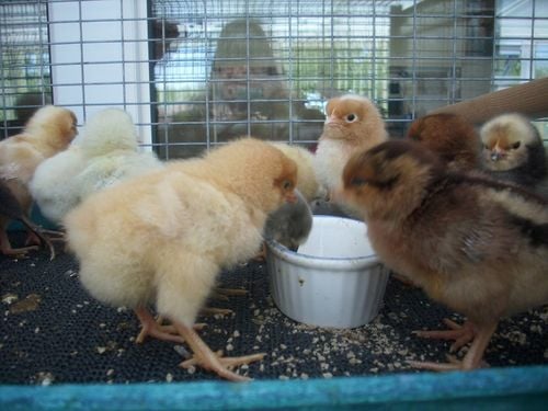 Chicken Breed Focus - Vorwerk  BackYard Chickens - Learn How to Raise  Chickens