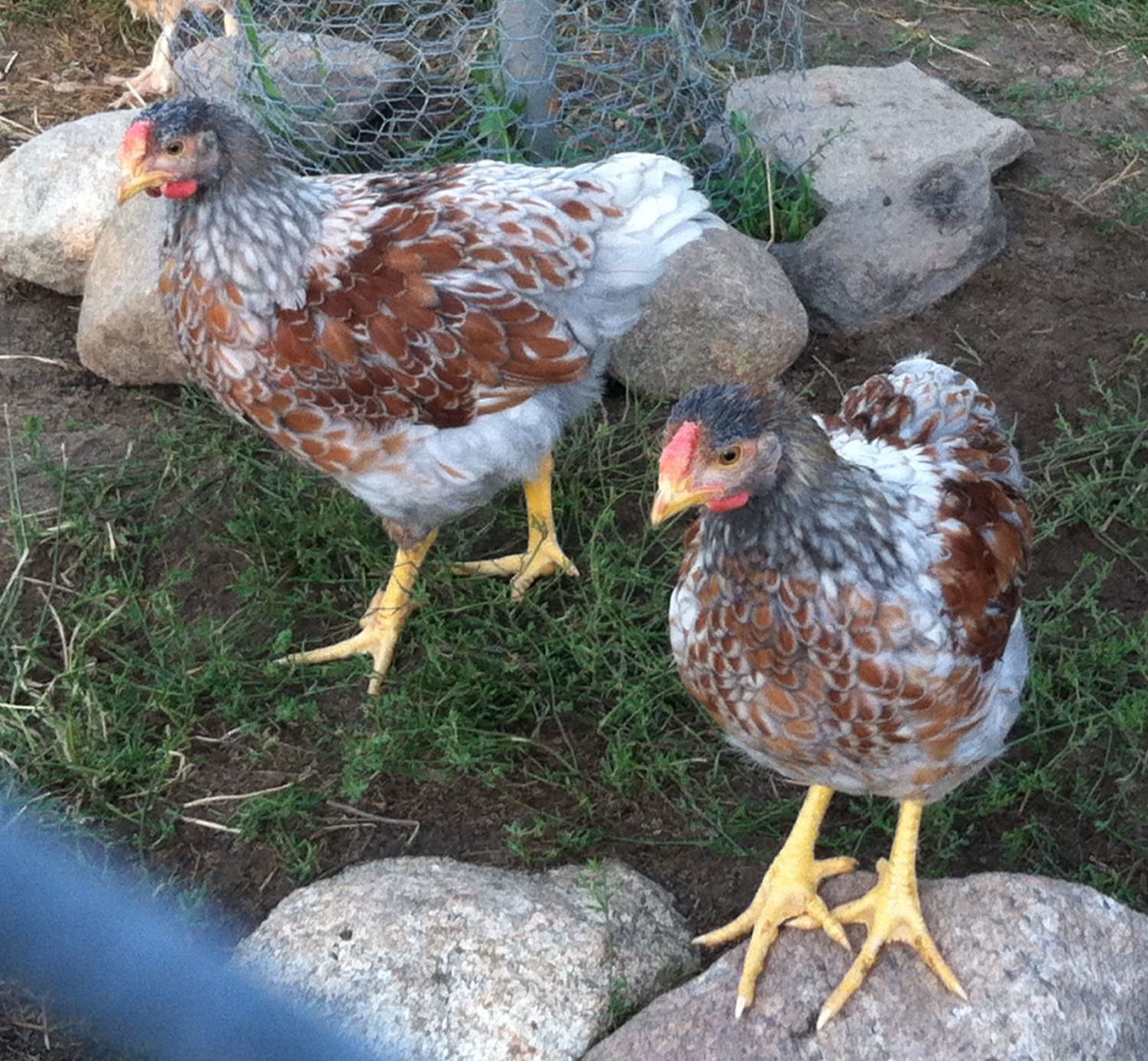 Blue Laced Red Wyandotte- Are they all roosters? | BackYard Chickens -  Learn How to Raise Chickens