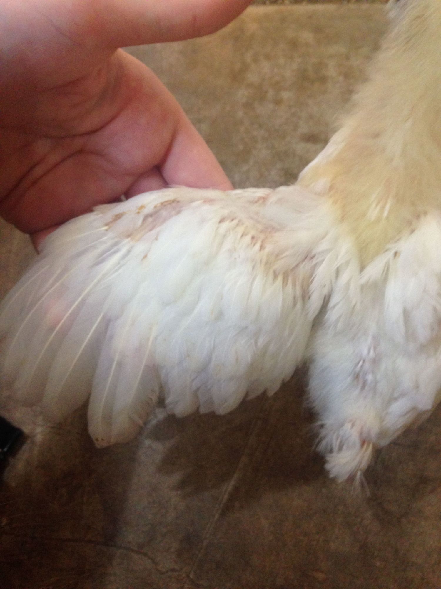 3 Week Old Barnyard Mixes Male Or Female Backyard Chickens Learn