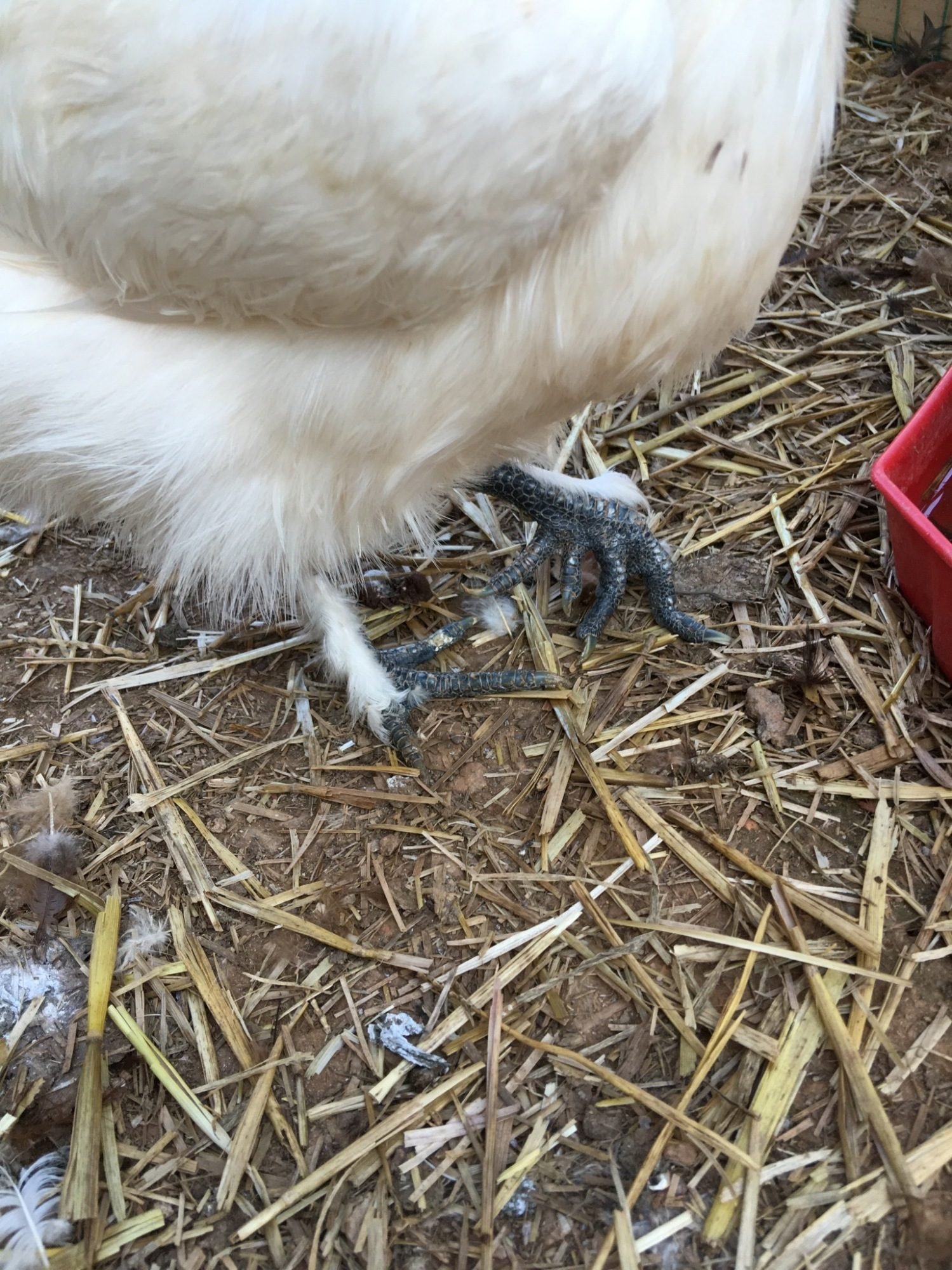 How to tell if a chicken has a broken foot or leg | BackYard Chickens -  Learn How to Raise Chickens