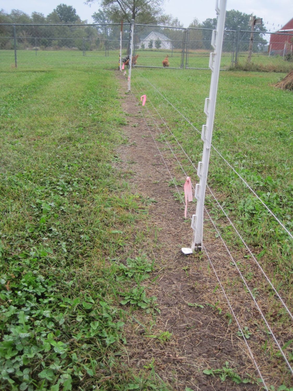 High Tensile Electric Fence Backyard Chickens Learn How To Raise
