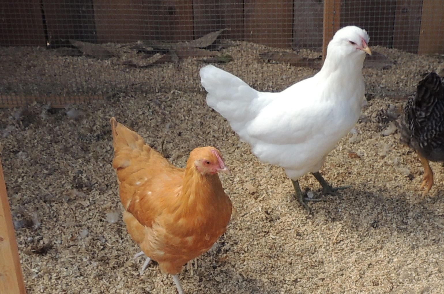 What Breed is our Green Legged White Chicken | BackYard Chickens - Learn  How to Raise Chickens