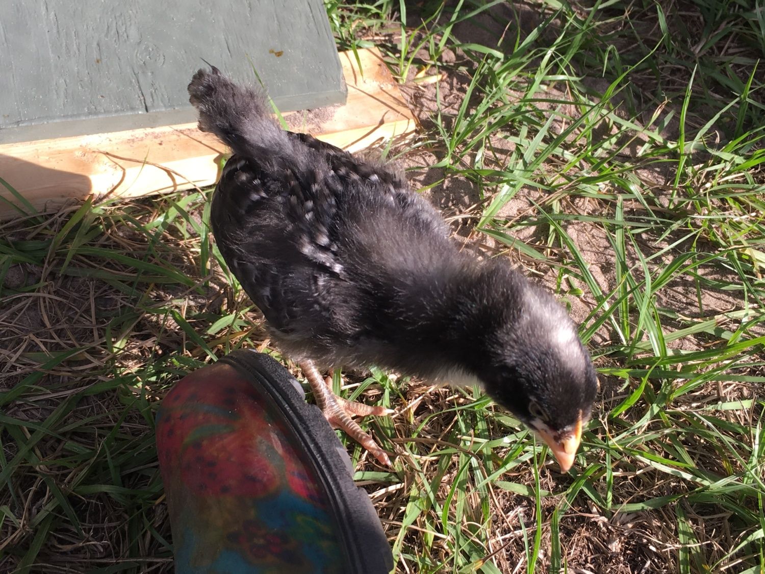 Black sex links supposed to be female | BackYard Chickens - Learn How to  Raise Chickens